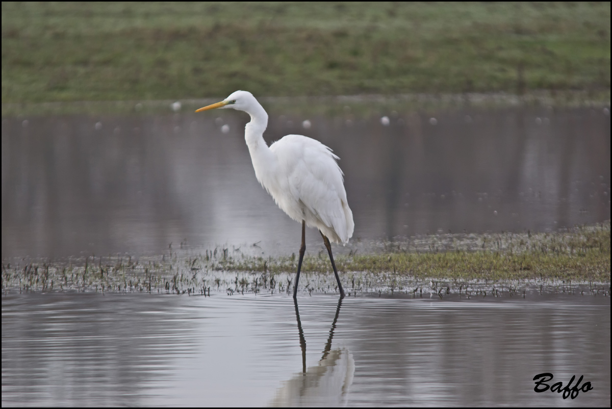 Airone bianco maggiore a caccia